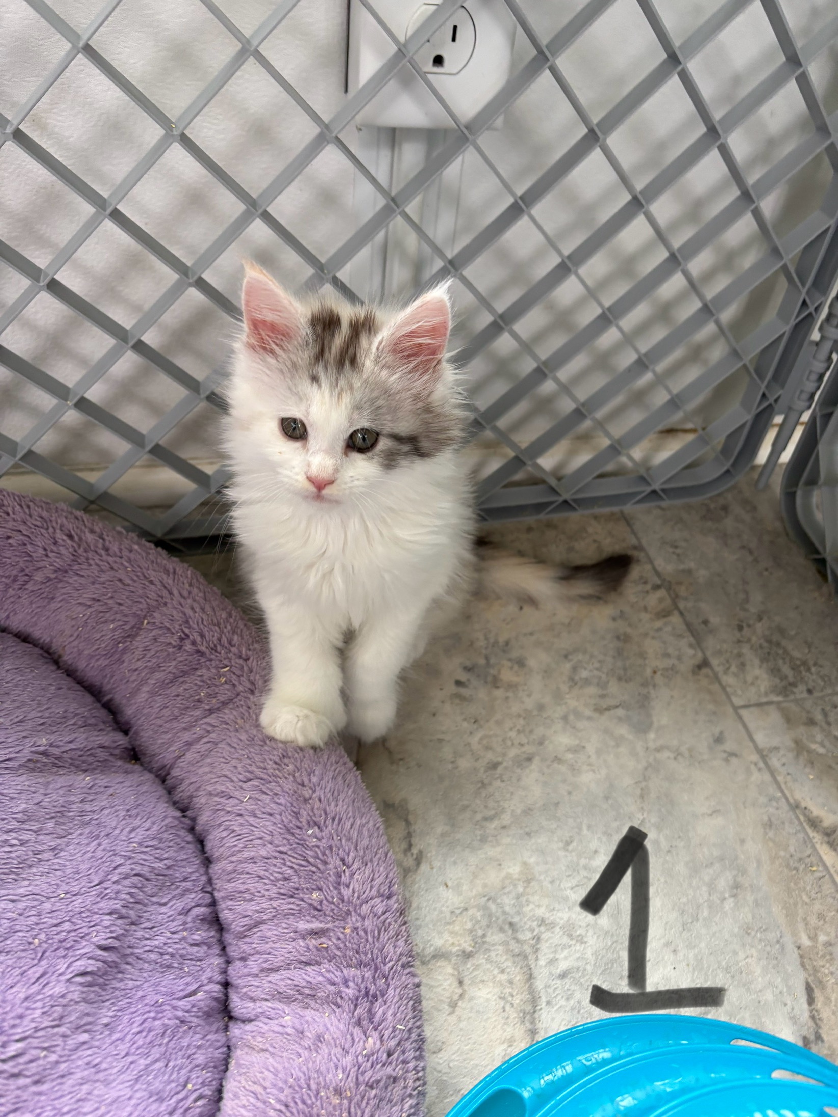 Banner's Kittens - VA Coon Kittens